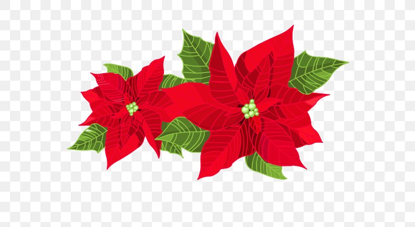 Poinsettia Clip Art, PNG, 600x450px, Poinsettia, Christmas, Christmas Decoration, Christmas Ornament, Drawing Download Free