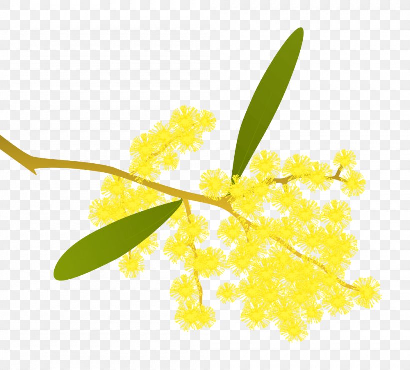Acacia Pycnantha Wattles Gum Arabic Tree Clip Art, PNG, 1000x904px, Acacia Pycnantha, Acacia, Acacia Longifolia, Acacia Mangium, Acacia Pendula Download Free