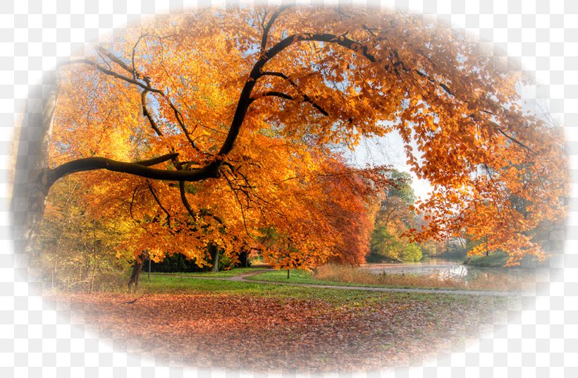 Desktop Wallpaper Computer, PNG, 808x536px, Computer, Autumn, Branch, Leaf, Tree Download Free