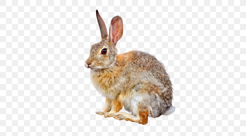 Domestic Rabbit European Hare European Rabbit Easter Bunny, PNG, 680x453px, Domestic Rabbit, Animal, Cat, Chomikujpl, Easter Download Free