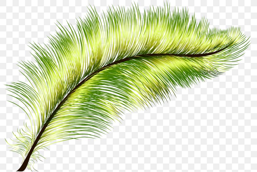 Feather Green Peafowl, PNG, 800x547px, Feather, Data Compression, Feathered Dinosaur, Grass, Grass Family Download Free