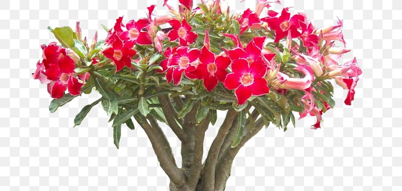 Floral Design Cut Flowers Lily Of The Incas Flower Bouquet, PNG, 741x390px, Floral Design, Adenium, Adenium Obesum, Artificial Flower, Caudex Download Free