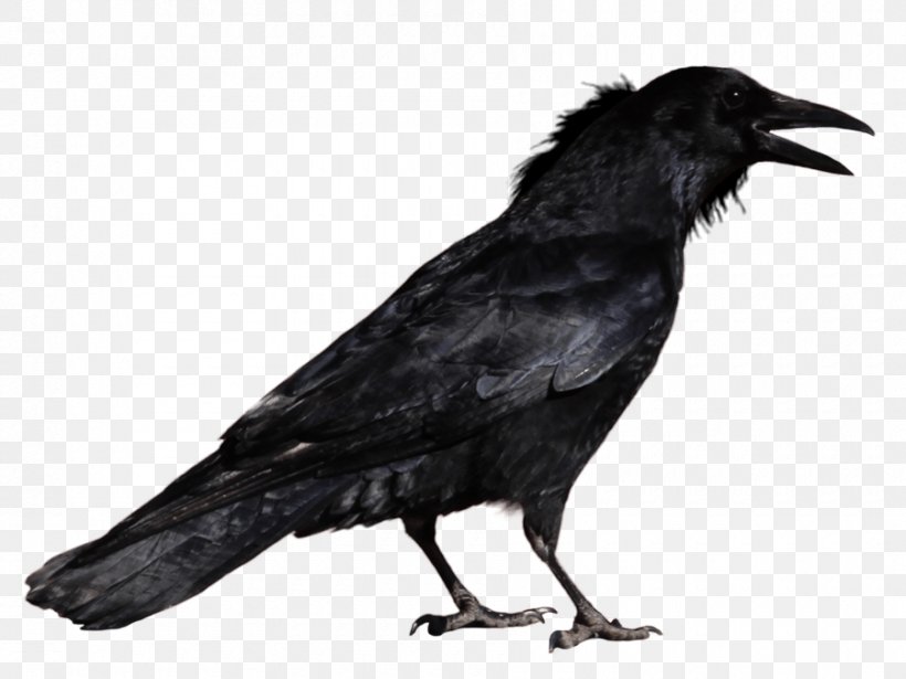Free Library Of Philadelphia The Raven Nisour Square Massacre Baltimore Ravens Raven Society, PNG, 900x675px, Crows, American Crow, Beak, Bird, Black And White Download Free