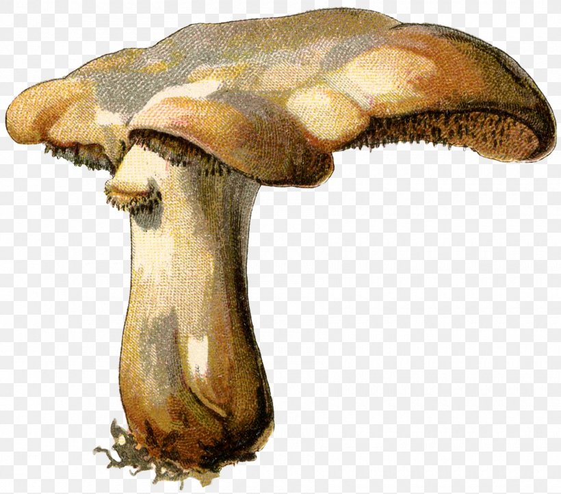Mushroom Botanical Illustration Mycology Botany Fungus, PNG, 1800x1585px, Mushroom, Agaricaceae, Art, Botanical Illustration, Botany Download Free