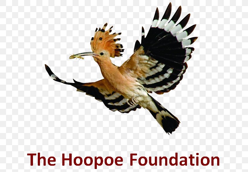 Bird Migration Beak Hoopoe Birdwatching, PNG, 662x569px, Bird, African Hoopoe, Beak, Bird Conservation, Bird Migration Download Free