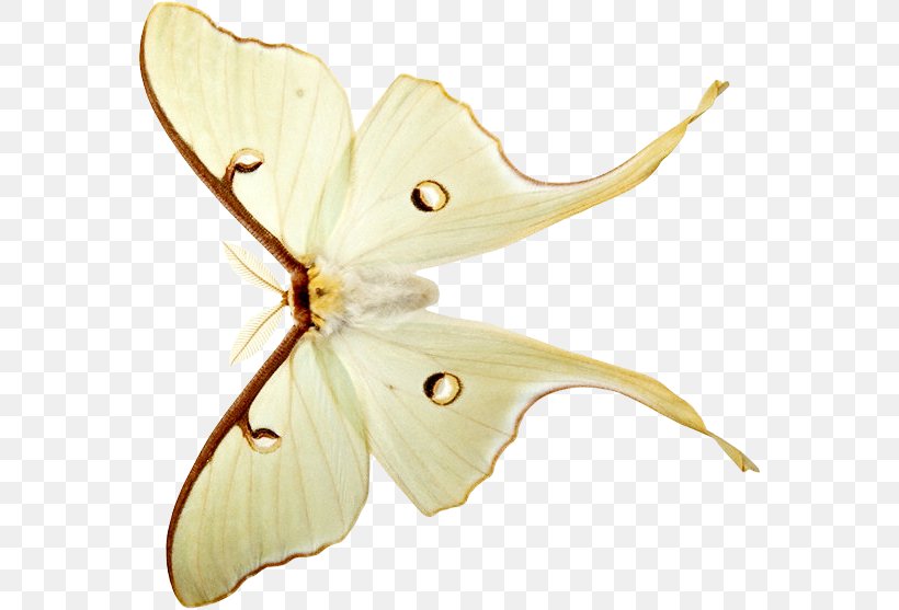 Bombycidae Butterflies And Moths Blog Clip Art, PNG, 570x557px, Bombycidae, Arthropod, Blog, Brush Footed Butterfly, Butterflies And Moths Download Free