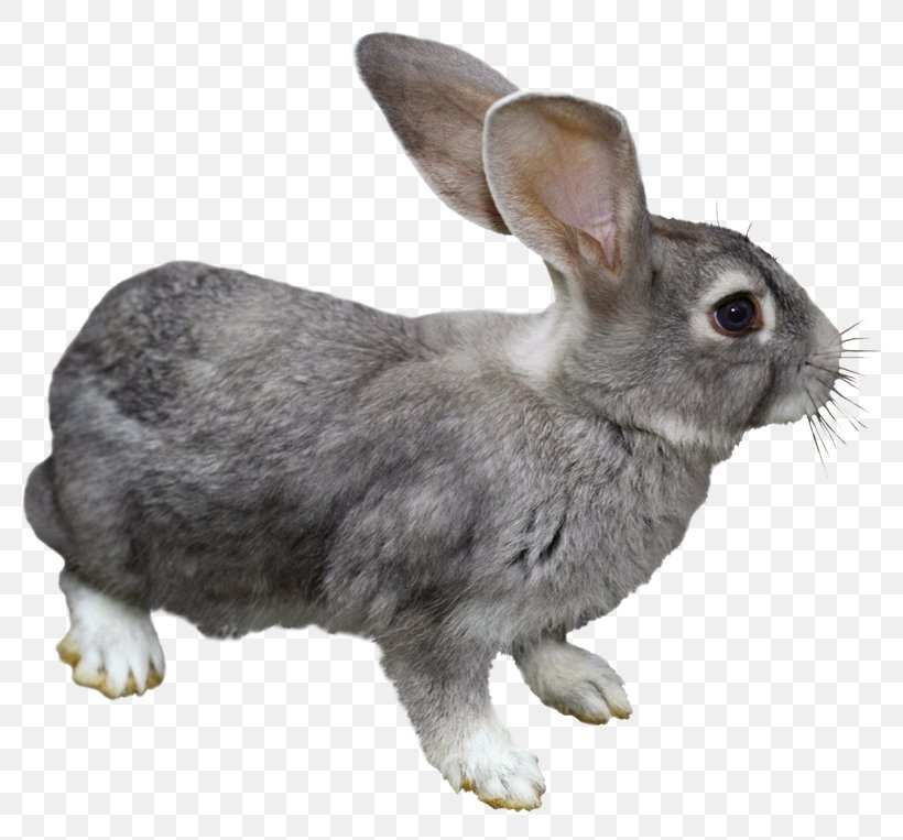 Domestic Rabbit Hare Angora Rabbit Easter Bunny, PNG, 800x763px, Domestic Rabbit, Angora Rabbit, Easter Bunny, European Rabbit, Fauna Download Free