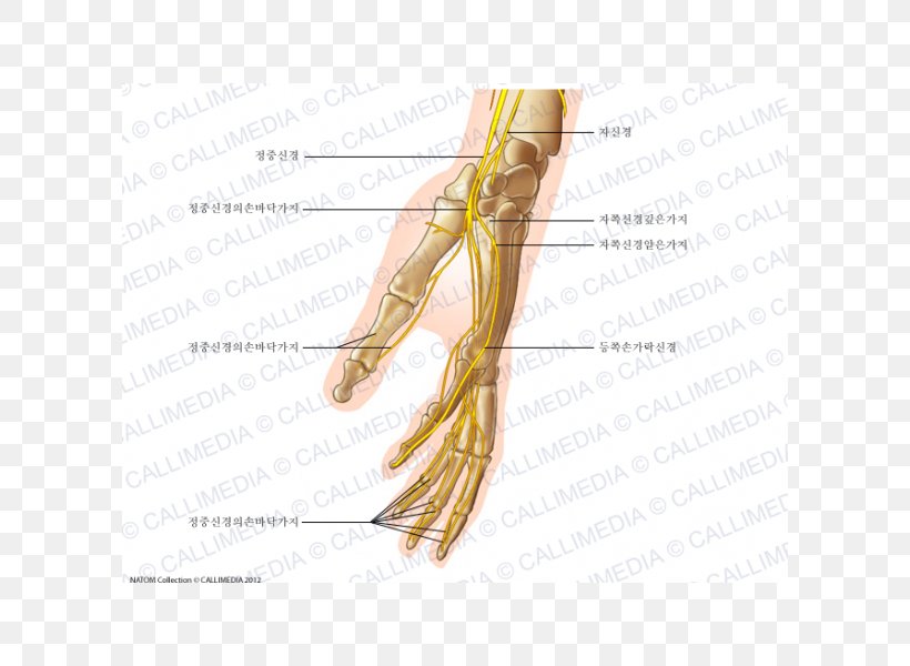 Finger Human Anatomy Nerve Grasses Hand, PNG, 600x600px, Watercolor, Cartoon, Flower, Frame, Heart Download Free