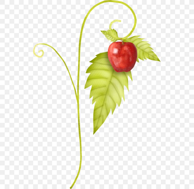 Strawberry Clip Art, PNG, 539x800px, Strawberry, Apple, Auglis, Food, Fruit Download Free