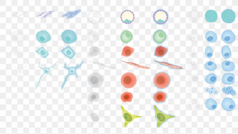 Cellular Differentiation Induced Pluripotent Stem Cell Pluripotency, PNG, 969x547px, Cellular Differentiation, Cell, Diagram, Embryo, Embryonic Stem Cell Download Free