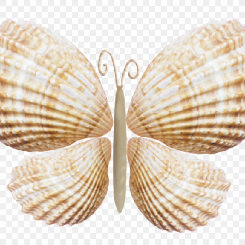 Seashell Butterflies And Moths Conchology Mollusc Shell, PNG, 1024x1024px, Seashell, Beach, Butterflies And Moths, Clam, Clams Oysters Mussels And Scallops Download Free