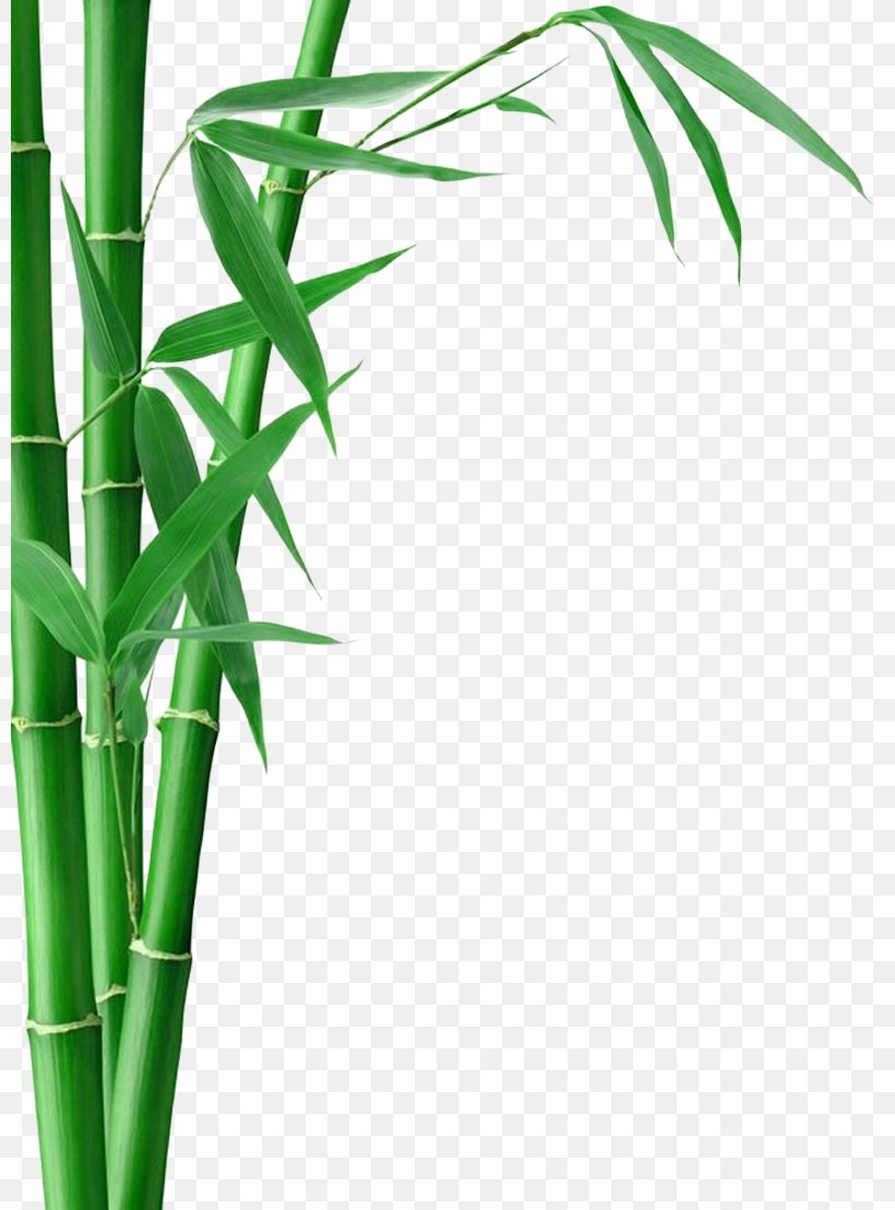 Bamboo Forest Fargesia Murielae Bamboo Textile Bamboo Charcoal, PNG, 800x1108px, Bamboo Forest, Bamboo, Bamboo Charcoal, Bamboo Textile, Borinda Download Free