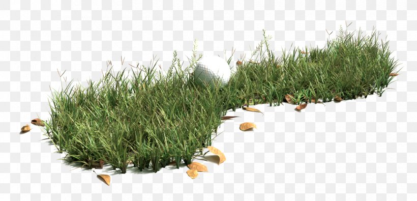 Grasses Native Plant Lawn, PNG, 1680x810px, Grasses, Flower, Golf, Grass, Grass Family Download Free