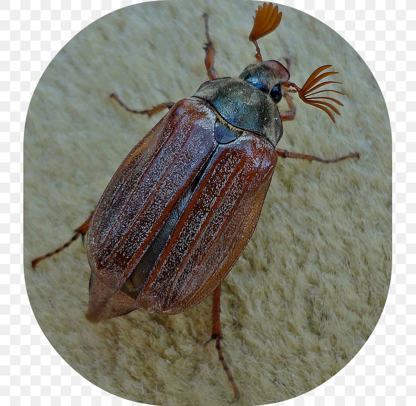Weevil Leaf Beetles Dung Beetle True Bugs, PNG, 727x800px, Weevil, Animal, Arthropod, Beetle, Dung Beetle Download Free