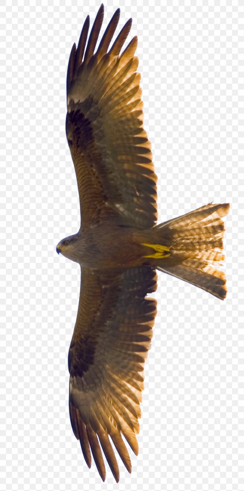 Bird Flight Eagle Kite, PNG, 1024x2053px, Bird, Accipitriformes, Beak, Bird Of Prey, Buzzard Download Free