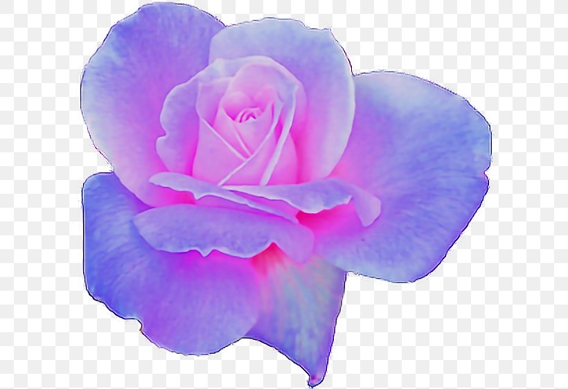 Garden Roses Aesthetics, PNG, 618x562px, Garden Roses, Aesthetics, Art, Cut Flowers, Editing Download Free
