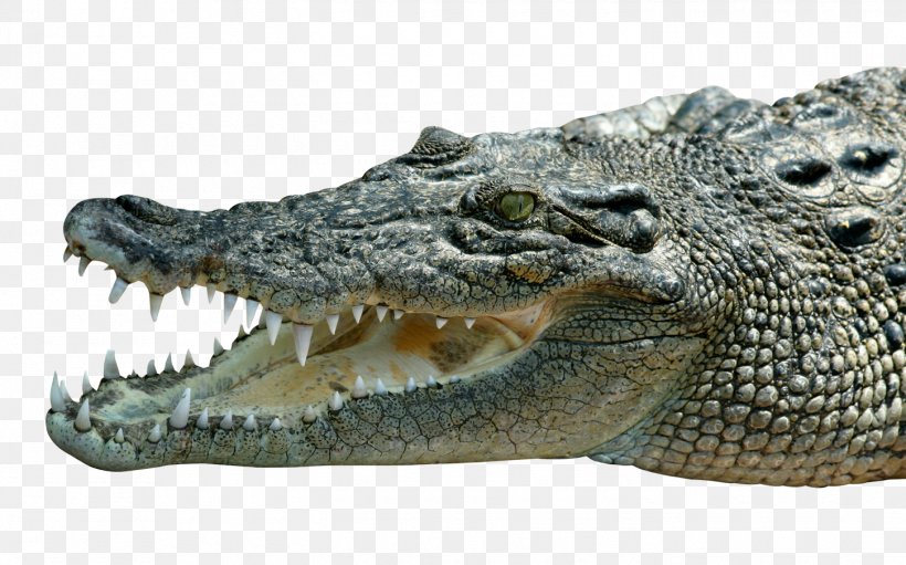 Nile Crocodile American Alligator, PNG, 1450x904px, Crocodile, Alligator, American Alligator, Crocodiles, Crocodilia Download Free