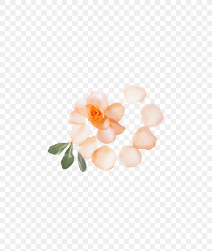 Petal Flower, PNG, 1200x1418px, Petal, Flower Download Free