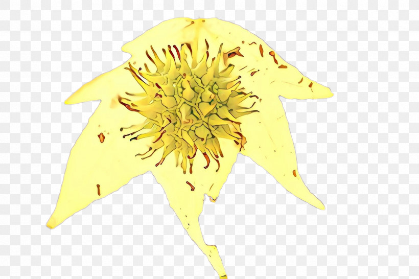Sunflower, PNG, 2448x1632px, Yellow, Dandelion, Flower, Petal, Plant Download Free