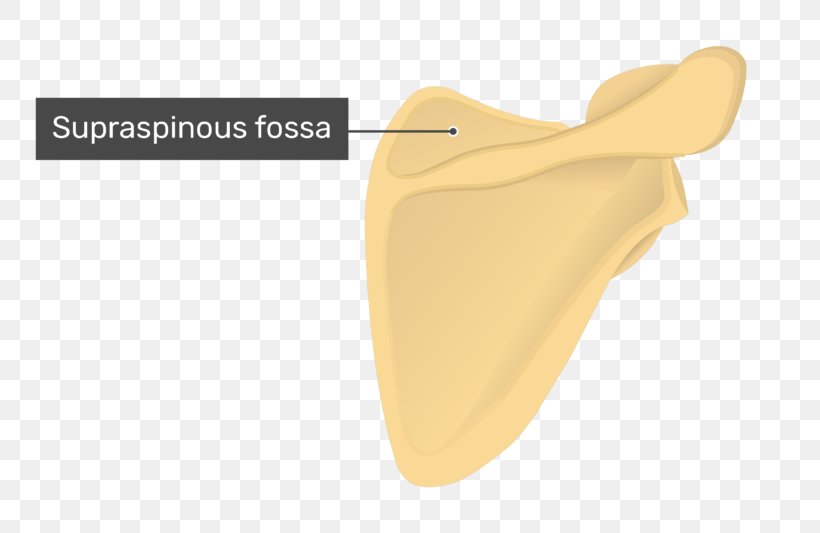 Supraspinatous Fossa Scapula Supraspinatus Muscle Anatomy Infraspinatous Fossa, PNG, 770x533px, Supraspinatous Fossa, Anatomy, Bone, Human Body, Infraspinatous Fossa Download Free