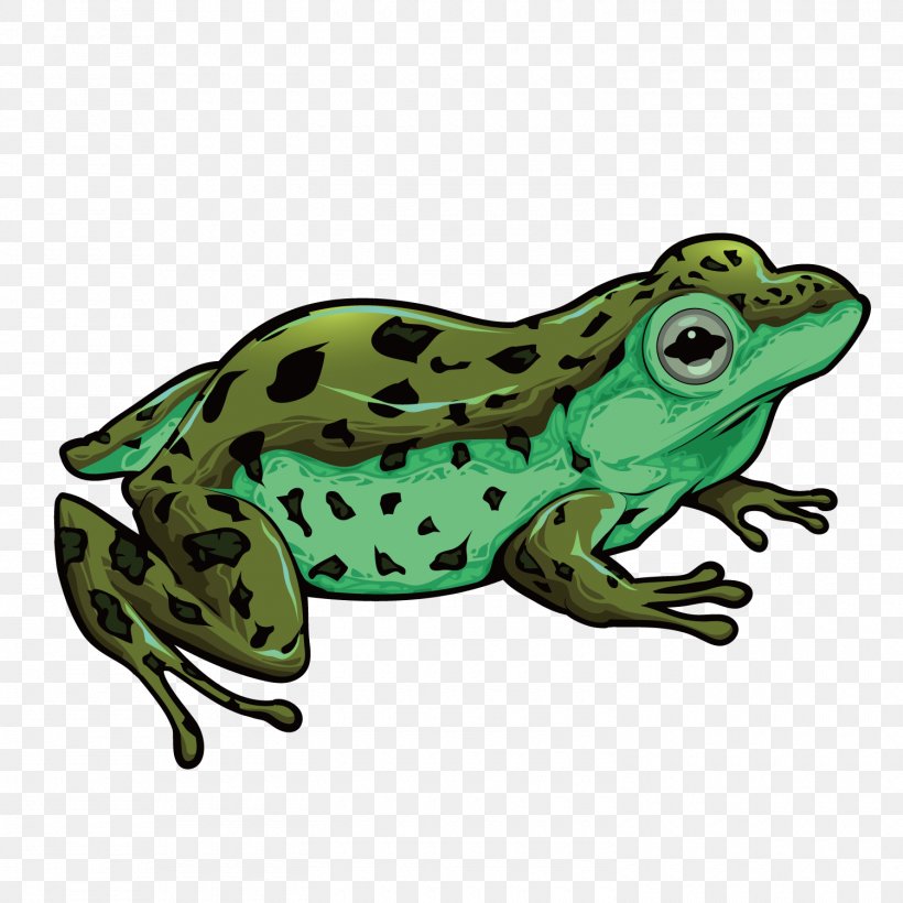 Toad True Frog Amphibian, PNG, 1500x1500px, Toad, Amphibian, Fauna, Frog, Illustrator Download Free