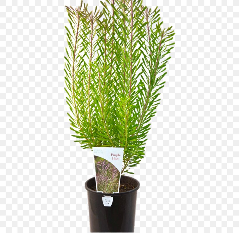 Flowerpot Tree Proteaflora Nursery PTY Ltd. Shrub Evergreen, PNG, 800x800px, Flowerpot, Bunnings Warehouse, Evergreen, Family, Grass Download Free