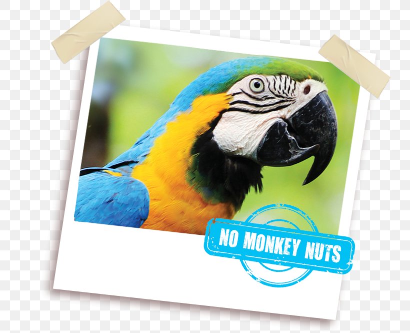 Macaw Parrot Fauna Beak Pet, PNG, 755x665px, Macaw, Advertising, Beak, Bird, Fauna Download Free