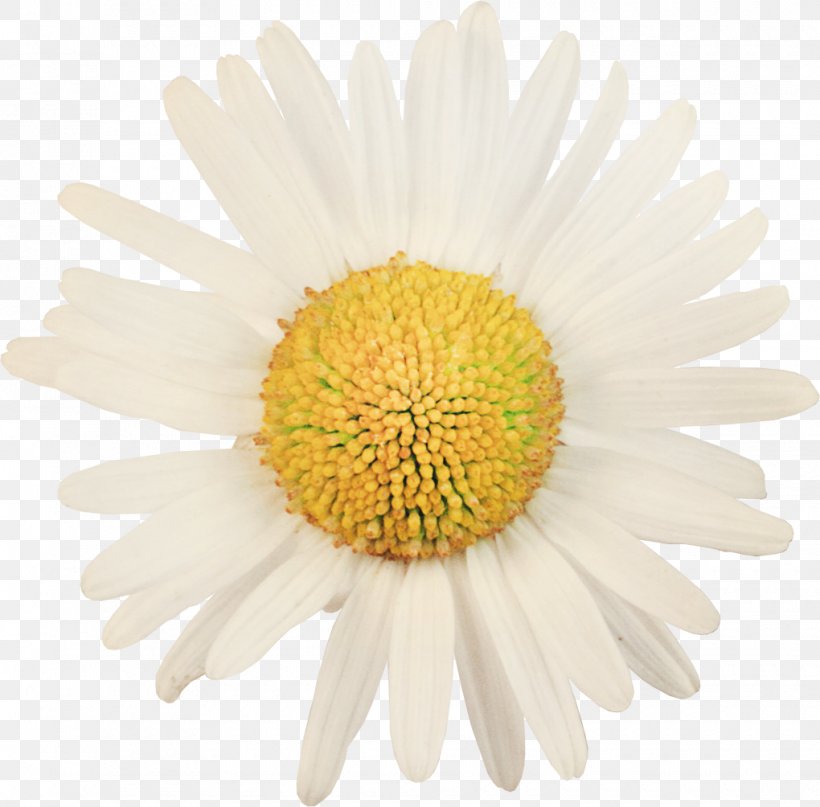 Marguerite Daisy Common Daisy Oxeye Daisy Stock Photography Flower, PNG, 1020x1004px, Marguerite Daisy, Argyranthemum, Aster, Chamomile, Chrysanths Download Free