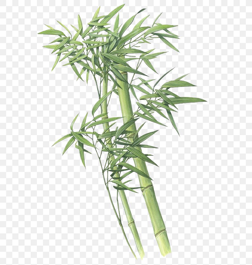 Bamboo Giant Panda Plant Green, PNG, 600x863px, Bamboo, Bambusa Oldhamii, Chinese Painting, Color, Flowerpot Download Free