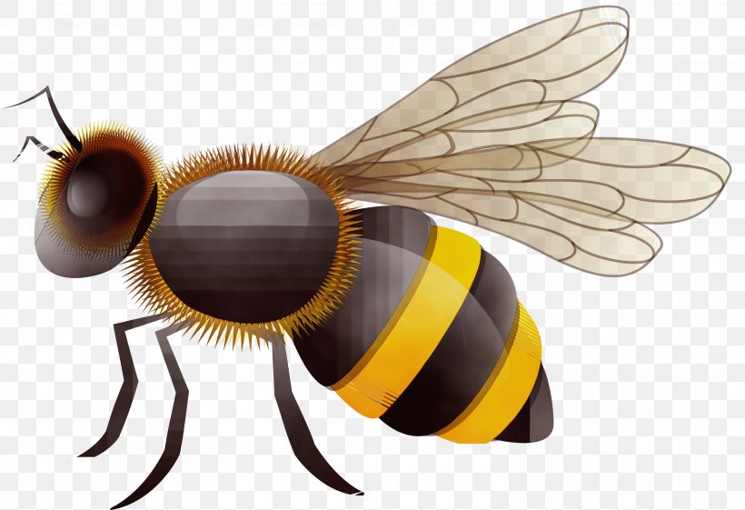 Bee Cartoon, PNG, 2999x2053px, Watercolor, Apidae, Bee, Beehive, Blowflies Download Free