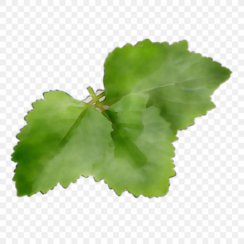 Leaf Greens, PNG, 1107x1107px, Leaf, Annual Plant, Centella Asiatica, Flower, Flowering Plant Download Free