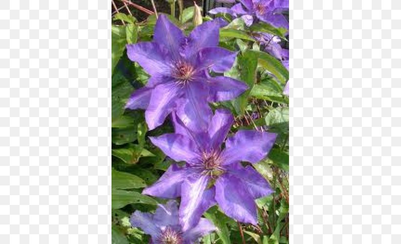 Clematis 'Jackmanii' Flower Clematis Viticella Garden Vine, PNG, 500x500px, Clematis Jackmanii, Annual Plant, Bellflower, Bellflower Family, Clematis Download Free