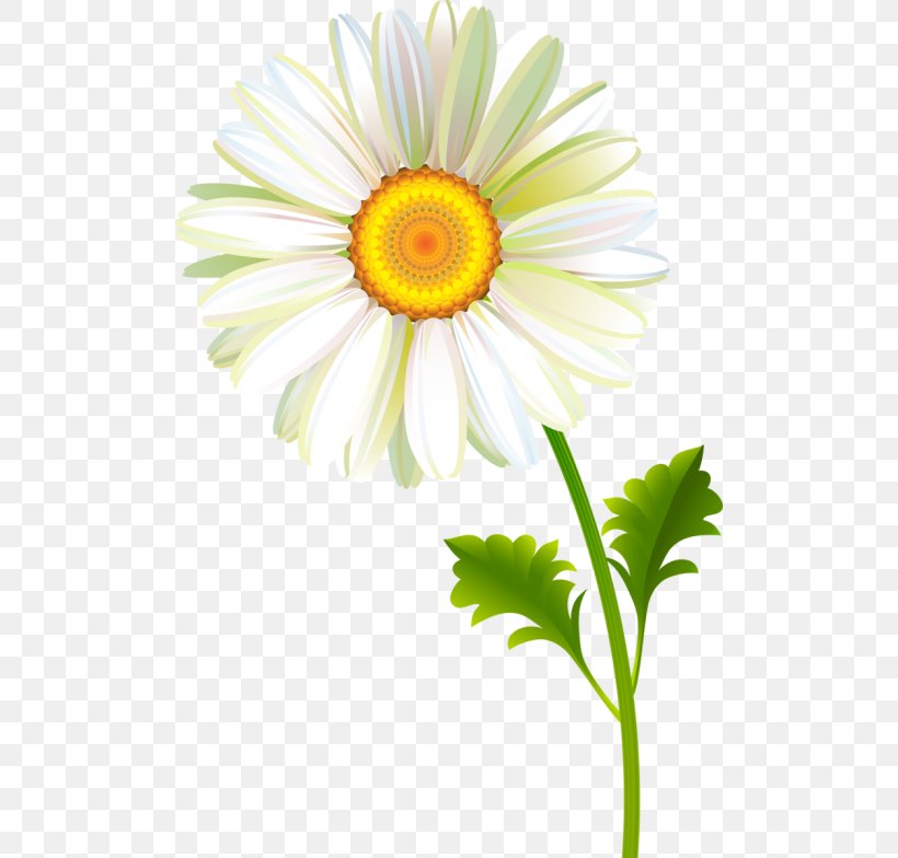 Clip Art, PNG, 500x784px, Photography, Annual Plant, Archive File, Aster, Chrysanths Download Free