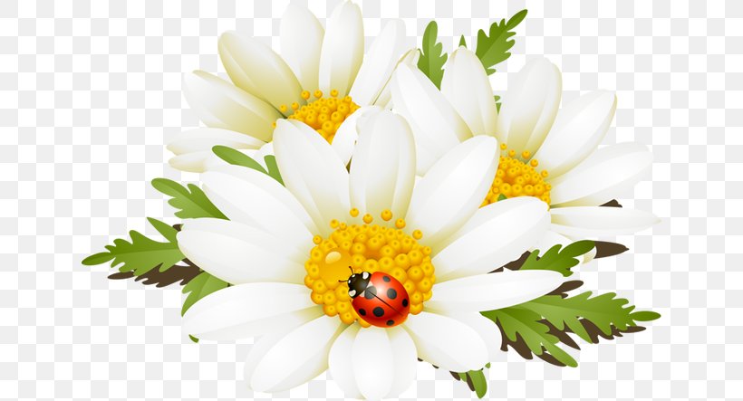 Flower Chamomile Clip Art, PNG, 640x443px, Flower, Annual Plant, Chamaemelum Nobile, Chamomile, Chrysanths Download Free