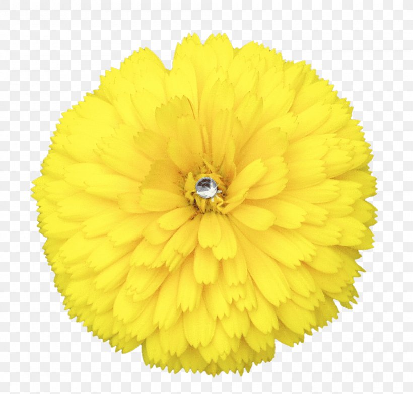 Flower Yellow Hat Clip Art, PNG, 1000x955px, Flower, Calendula, Chrysanths, Coif, Dandelion Download Free