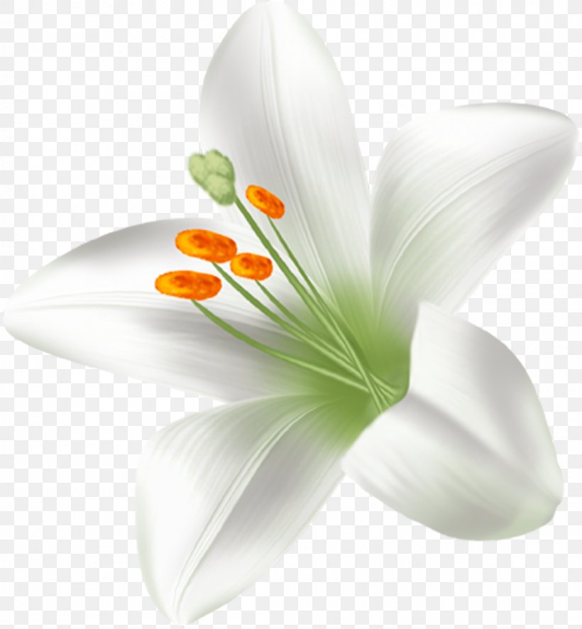Flowering Plant Lilium Liliaceae, PNG, 1110x1200px, Flowering Plant, Closeup, Crocus, Family, Flower Download Free