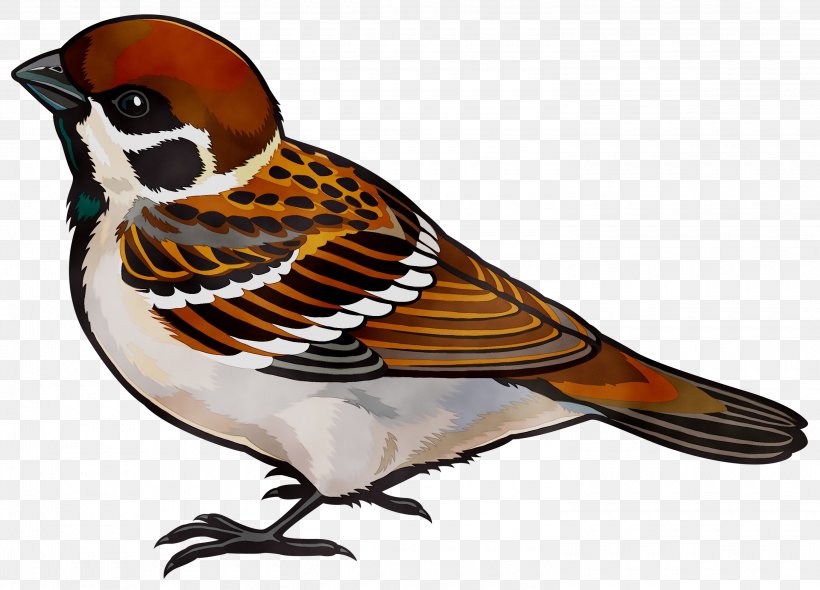 House Sparrow Clip Art Vector Graphics, PNG, 3000x2162px, Sparrow, American Sparrow, Beak, Bird, Brambling Download Free