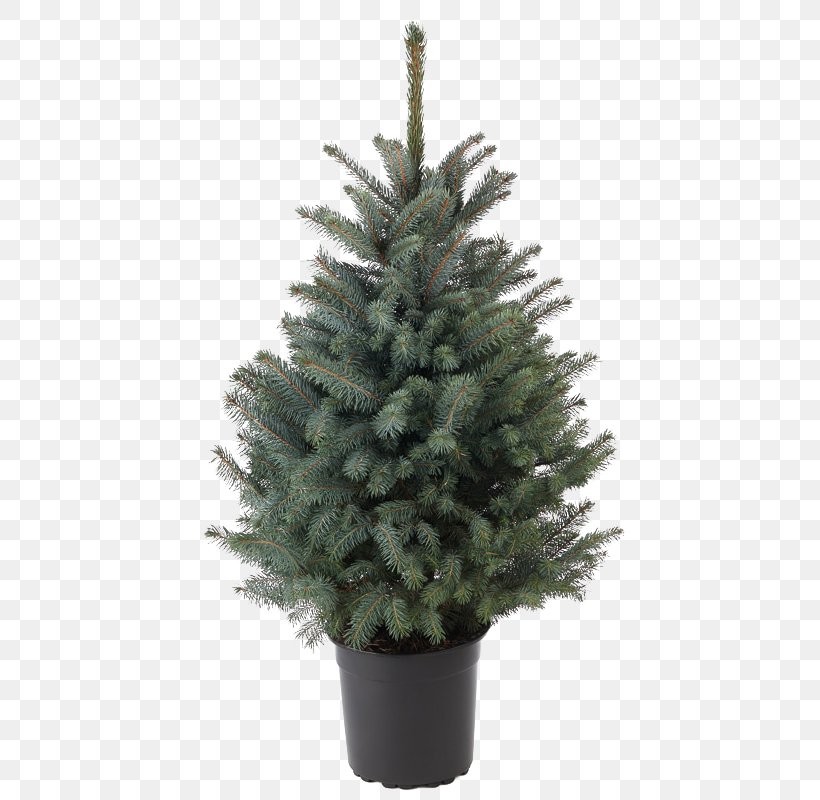 Spruce Christmas Ornament Fir Christmas Tree Pine, PNG, 800x800px, Spruce, Christmas, Christmas Decoration, Christmas Ornament, Christmas Tree Download Free