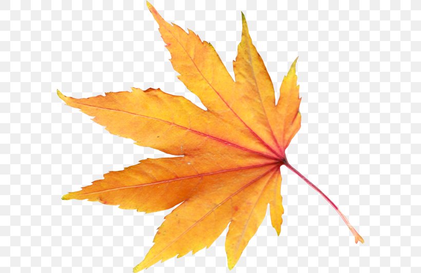 Autumn Leaf Color Clip Art, PNG, 600x532px, Autumn Leaf Color, Autumn, Color, Image File Formats, Leaf Download Free