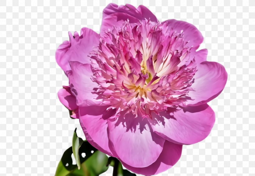 Flower Flowering Plant Petal Plant Pink, PNG, 2400x1664px, Flower, Chinese Peony, Common Peony, Flowering Plant, Magenta Download Free