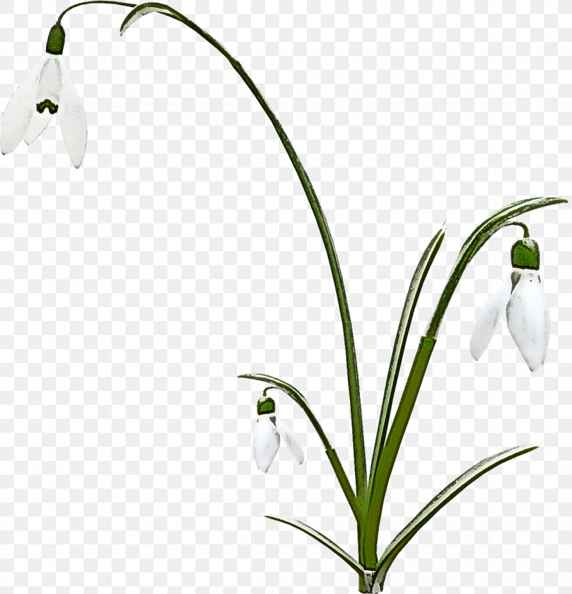 Flower Snowdrop Plant Summer Snowflake Galanthus, PNG, 1155x1200px, Flower, Amaryllis Family, Galanthus, Grass, Lily Of The Valley Download Free