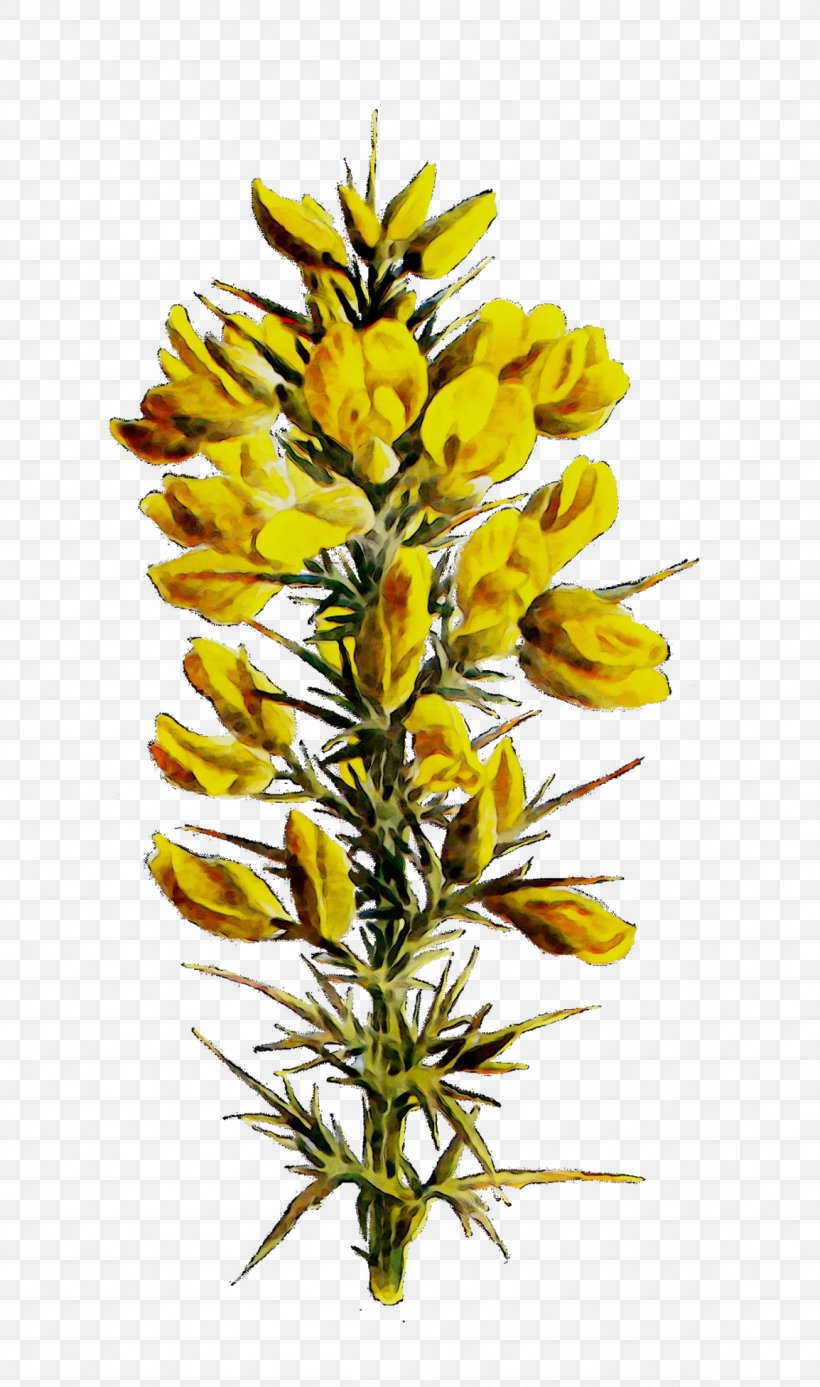 Flowering Plant Yellow Plant Stem Plants, PNG, 1154x1952px, Flower, American Larch, Broomrape, Flowering Plant, Garden Loosestrife Download Free