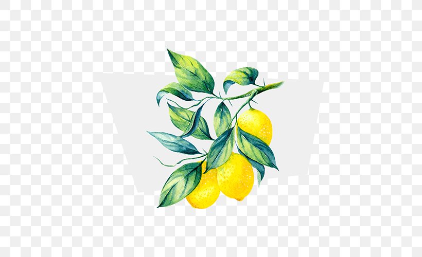 Lemon Terpene Juice Limonene Ocimene, PNG, 500x500px, Lemon, Citrus, Flora, Floral Design, Flower Download Free