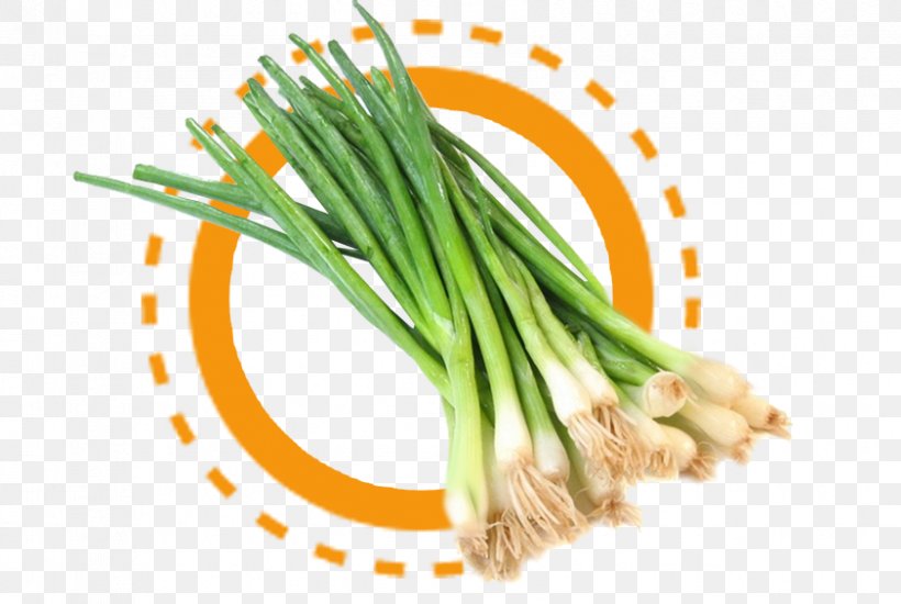 Onion Scallion Allium Fistulosum Vegetable Food, PNG, 842x565px, Onion, Allium, Allium Fistulosum, Asparagus, Commodity Download Free
