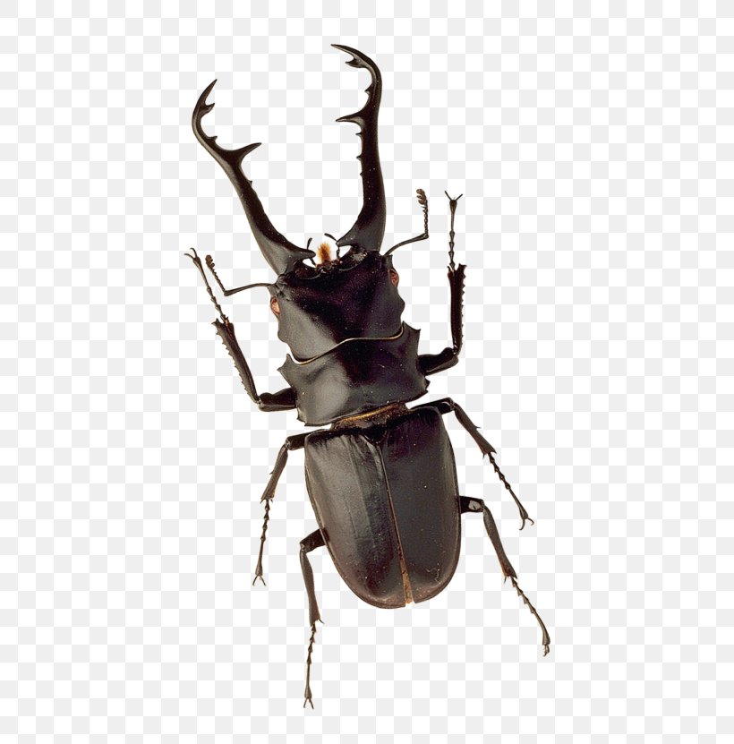 Stag Beetle, PNG, 500x831px, Beetle, Animation, Antler, Arthropod, Atlas Beetle Download Free