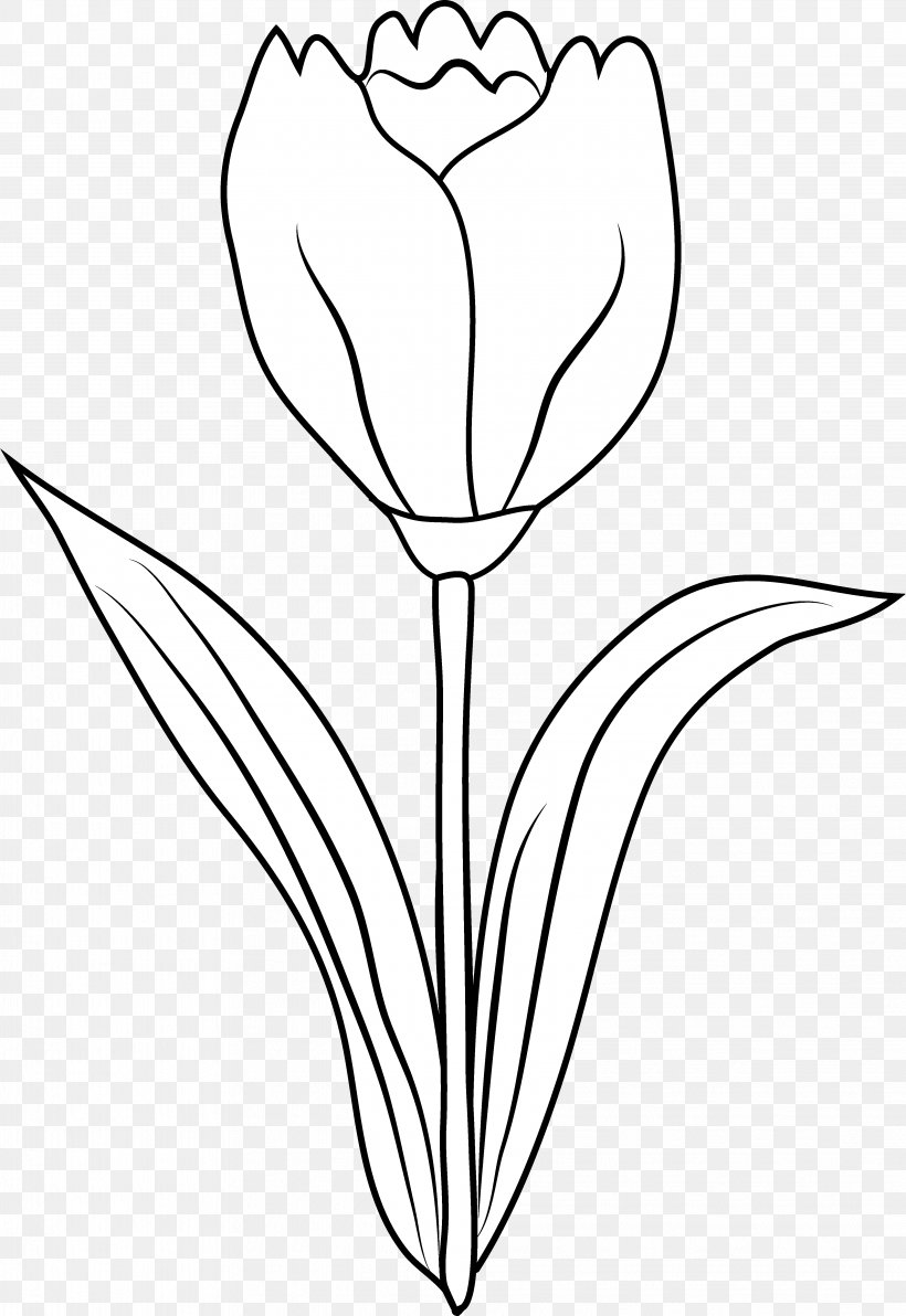 Tulip Black And White Drawing Coloring Book Clip Art, PNG, 4067x5913px ...