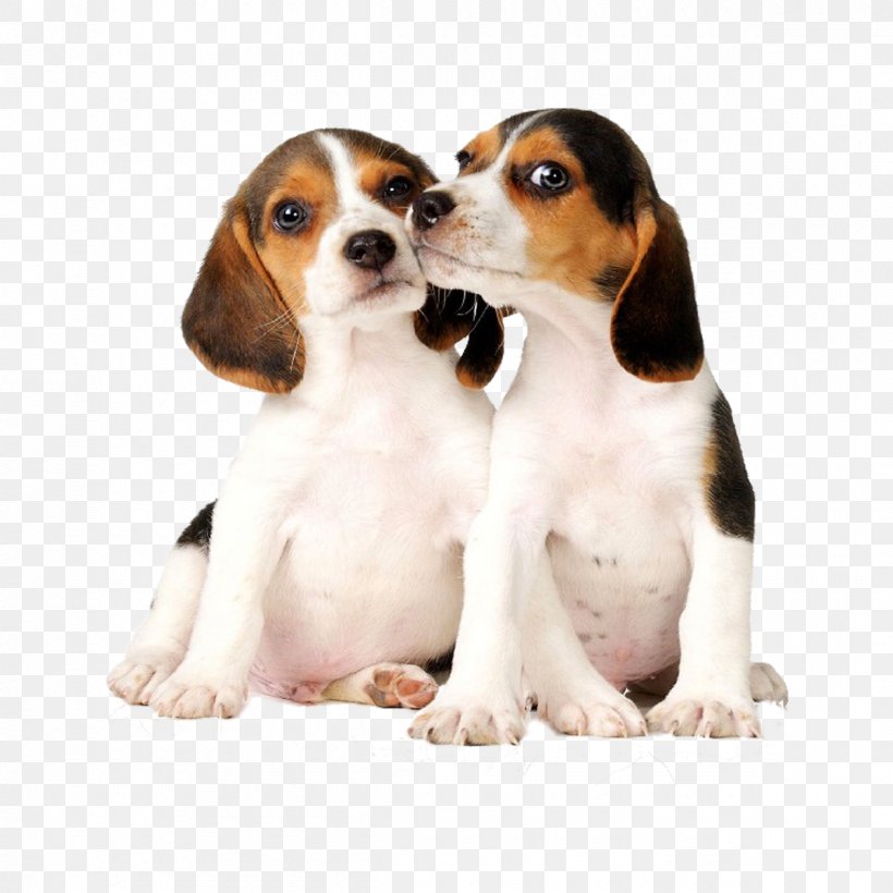 Beagle Pug Puppy Affenpinscher Post Cards, PNG, 1200x1200px, Beagle, Affenpinscher, Carnivoran, Companion Dog, Cuteness Download Free