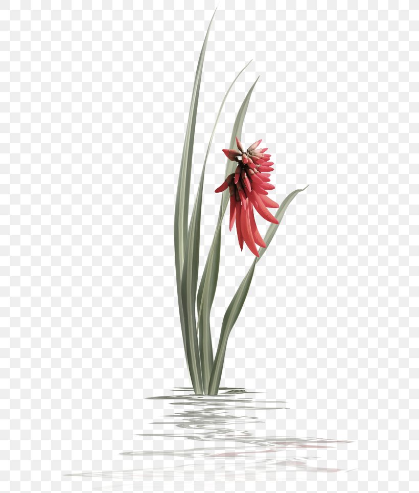 Jersey Lily Still Life Photography Tulip Vase, PNG, 600x964px, Jersey Lily, Amaryllis, Amaryllis Belladonna, Belladonna, Flora Download Free