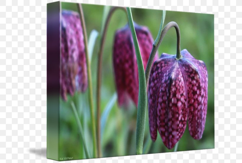 Snake Fritillaries, PNG, 650x552px, Snake, Flower, Flowering Plant, Fritillaria, Fritillaries Download Free