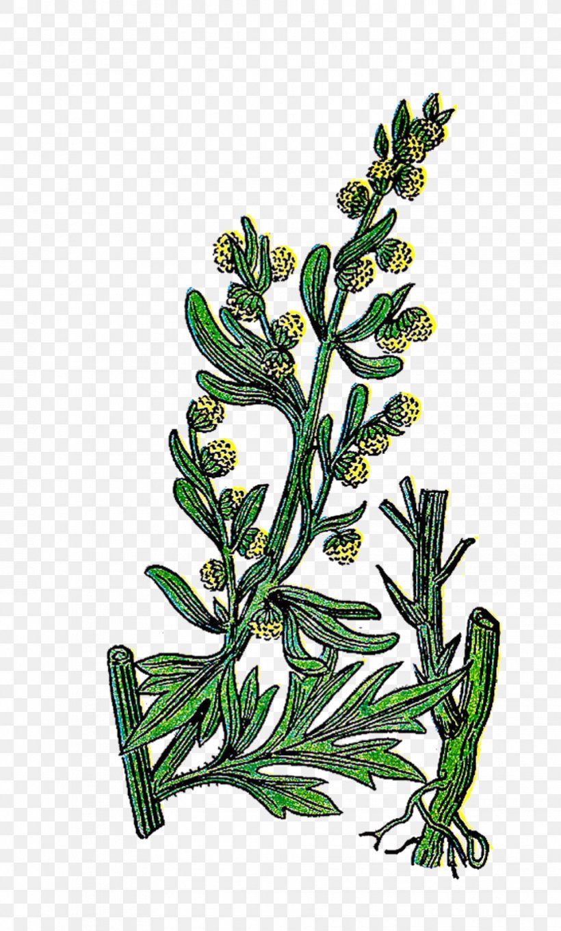 Herb Basil Rosemary Clip Art, PNG, 964x1600px, Herb, Basil, Botanical Garden, Branch, Common Sage Download Free
